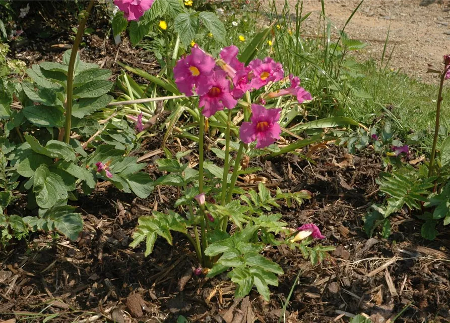 Incarvillea delavayi