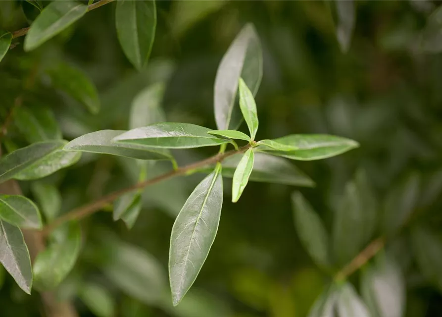 Ligustrum vulgare