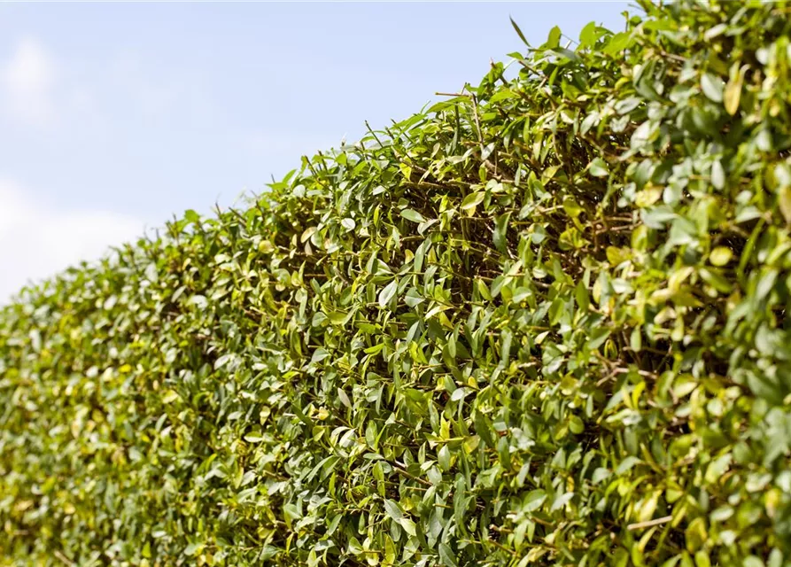 Ligustrum vulgare