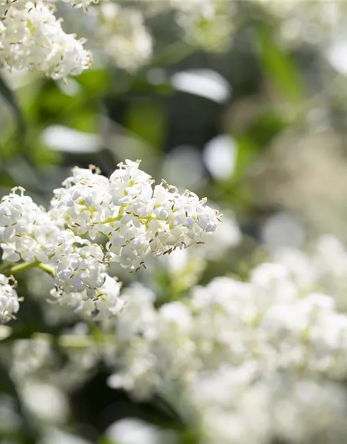 Ligustrum vulgare