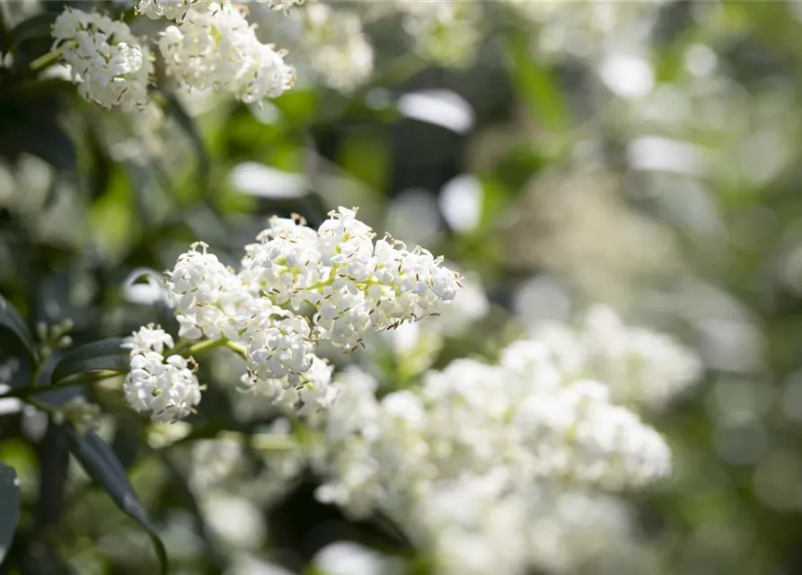 Ligustrum vulgare