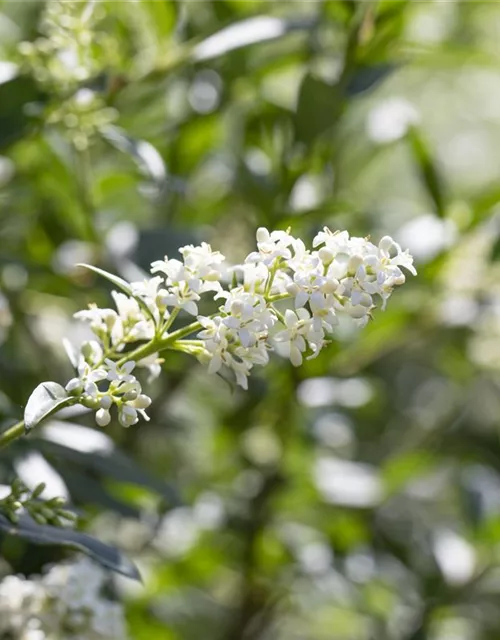 Ligustrum vulgare