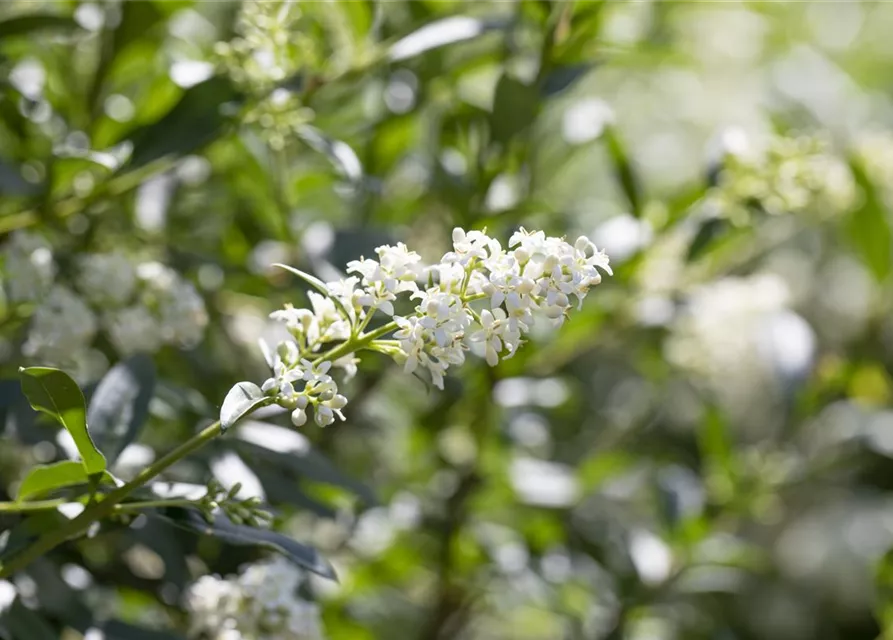 Ligustrum vulgare