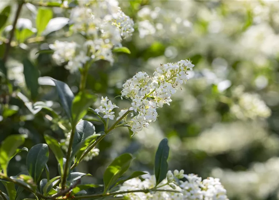 Ligustrum vulgare