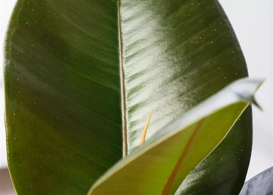 Ficus elastica