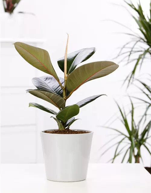 Ficus elastica