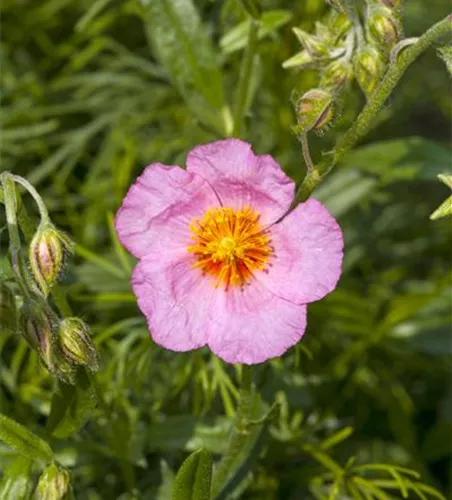 Helianthemum cultorum