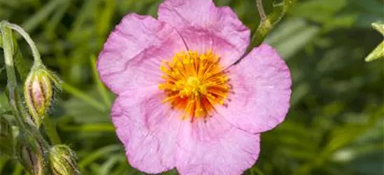 Helianthemum cultorum