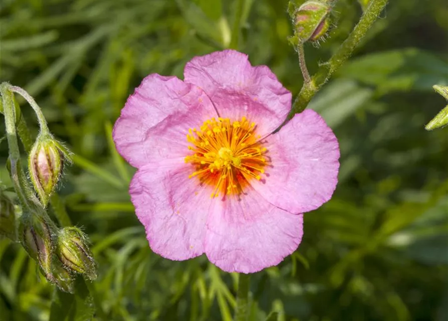 Helianthemum cultorum