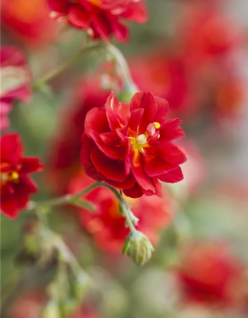 Helianthemum cultorum