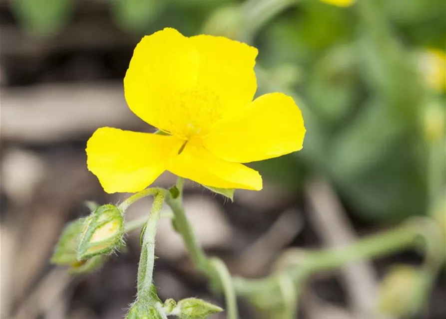 Helianthemum cultorum