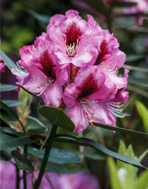 INKARHO® Rhododendron