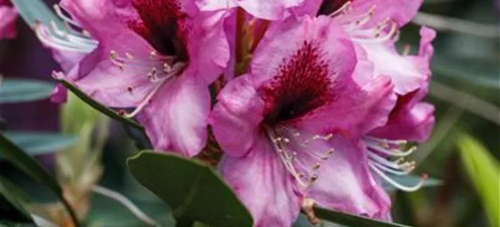 INKARHO® Rhododendron