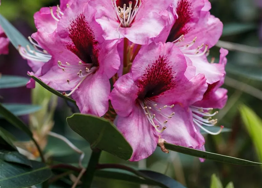 INKARHO® Rhododendron