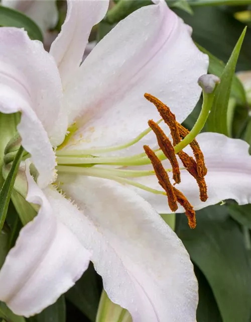 Lilium