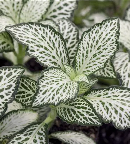 Fittonia verschaffeltii