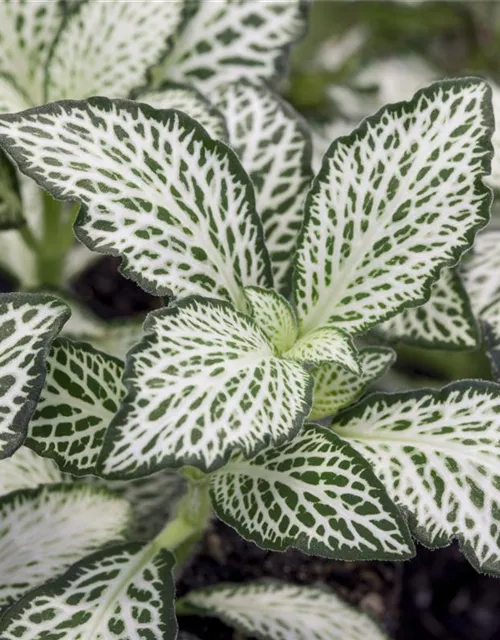 Fittonia verschaffeltii