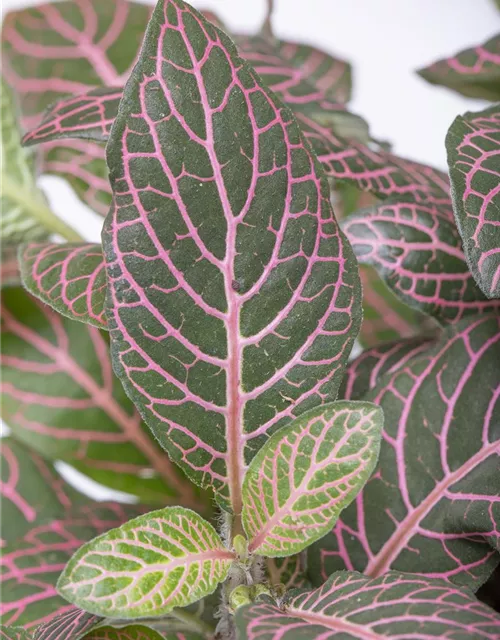 Fittonia verschaffeltii