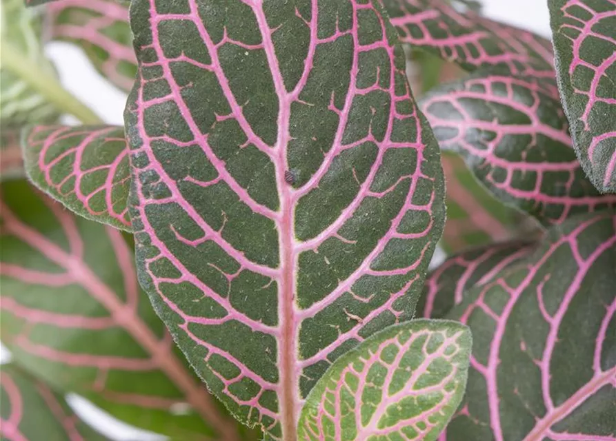 Fittonia verschaffeltii