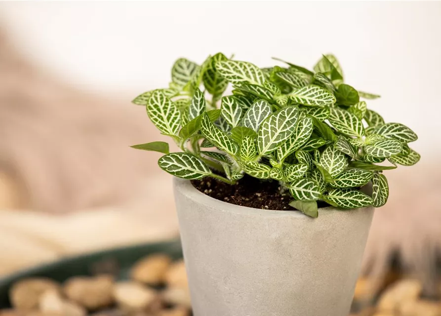 Fittonia verschaffeltii