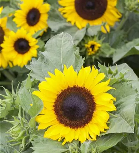 Helianthus annuus