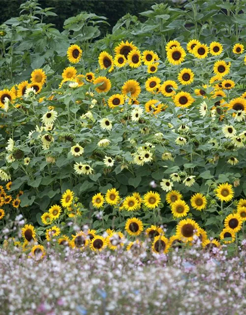 Helianthus annuus