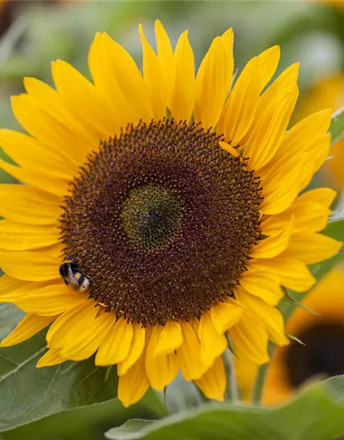 Helianthus annuus