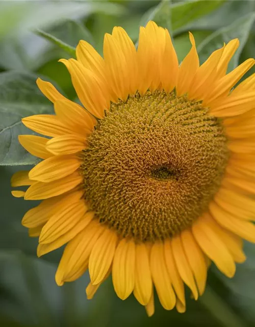 Helianthus annuus