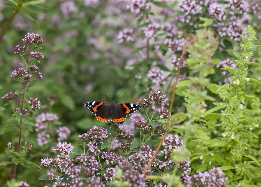 Insektenweide