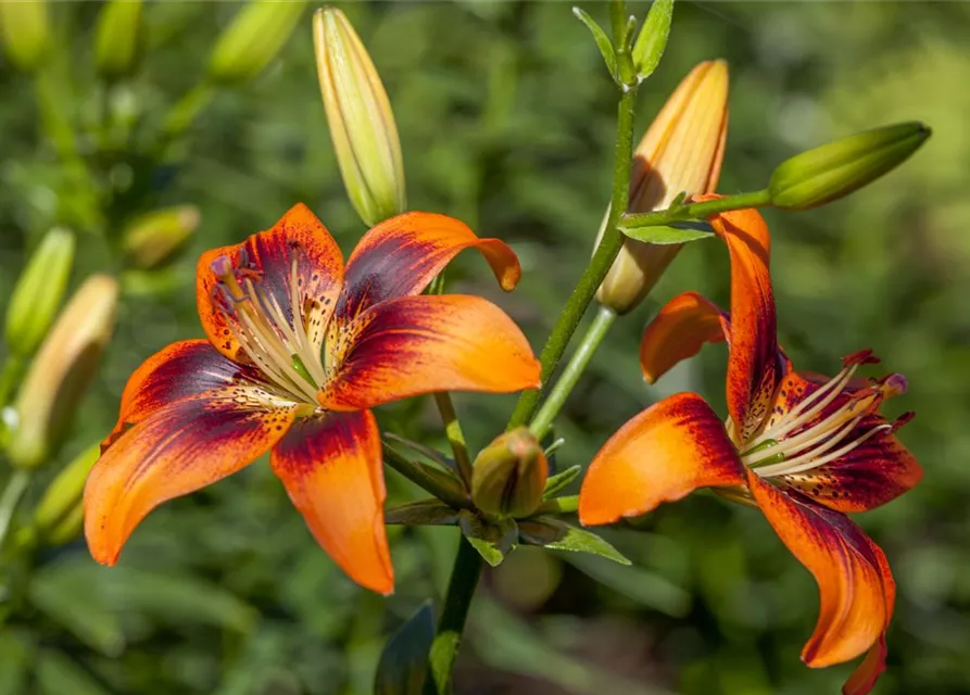 Lilium Asiatic