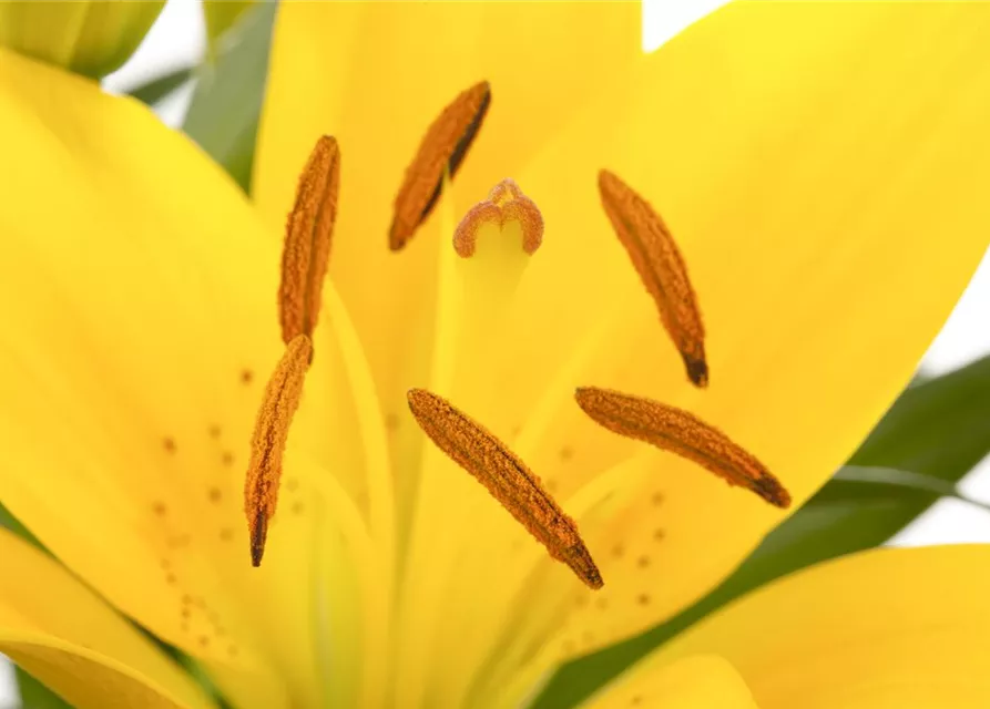 Lilium Asiatic