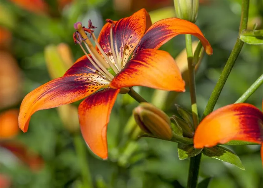 Lilium Asiatic