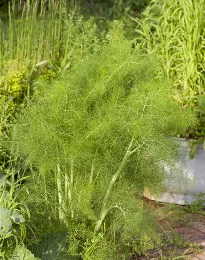 Foeniculum vulgare