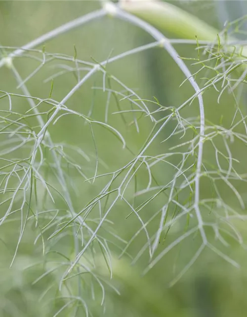 Foeniculum vulgare