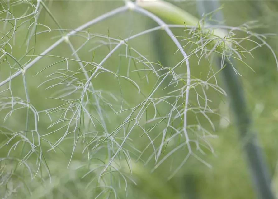 Foeniculum vulgare