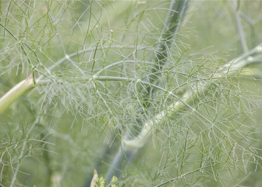 Foeniculum vulgare