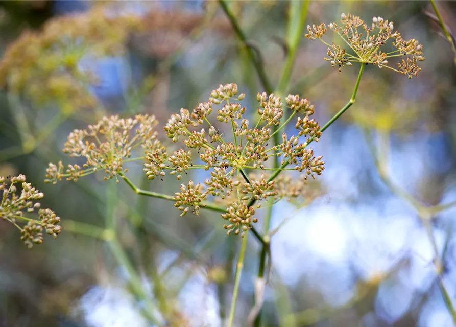 Foeniculum vulgare