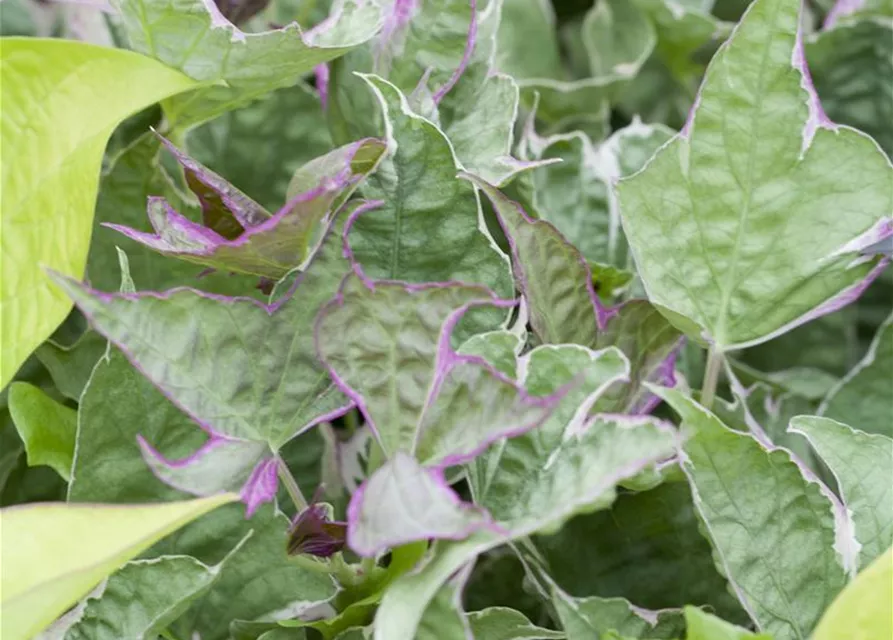 Ipomoea batatas