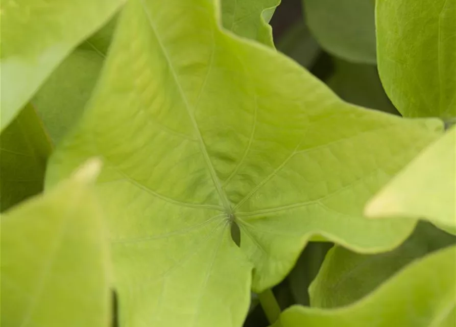 Ipomoea batatas