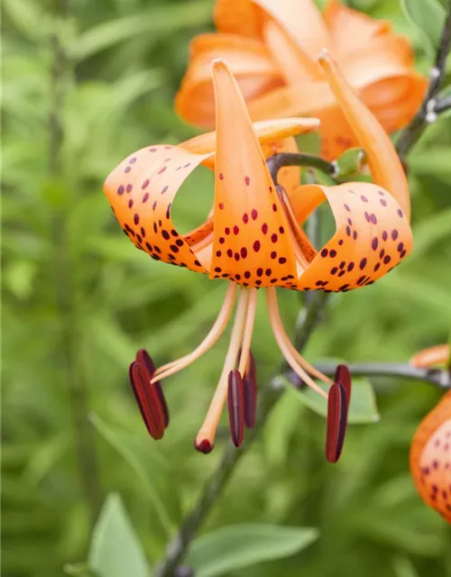 Lilium martagon