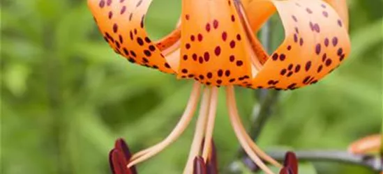 Lilium martagon