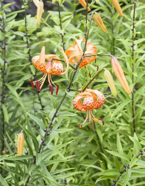 Lilium martagon