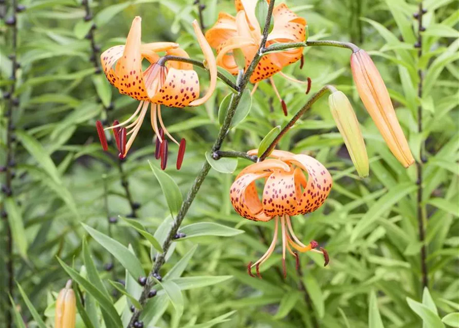 Lilium martagon