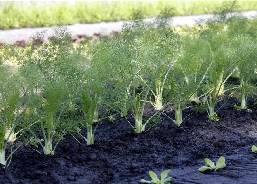 Foeniculum vulgare var. azoricum