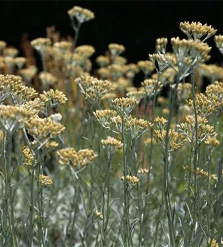 Helichrysum italicum