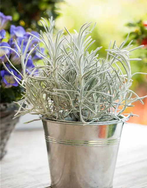 Helichrysum italicum