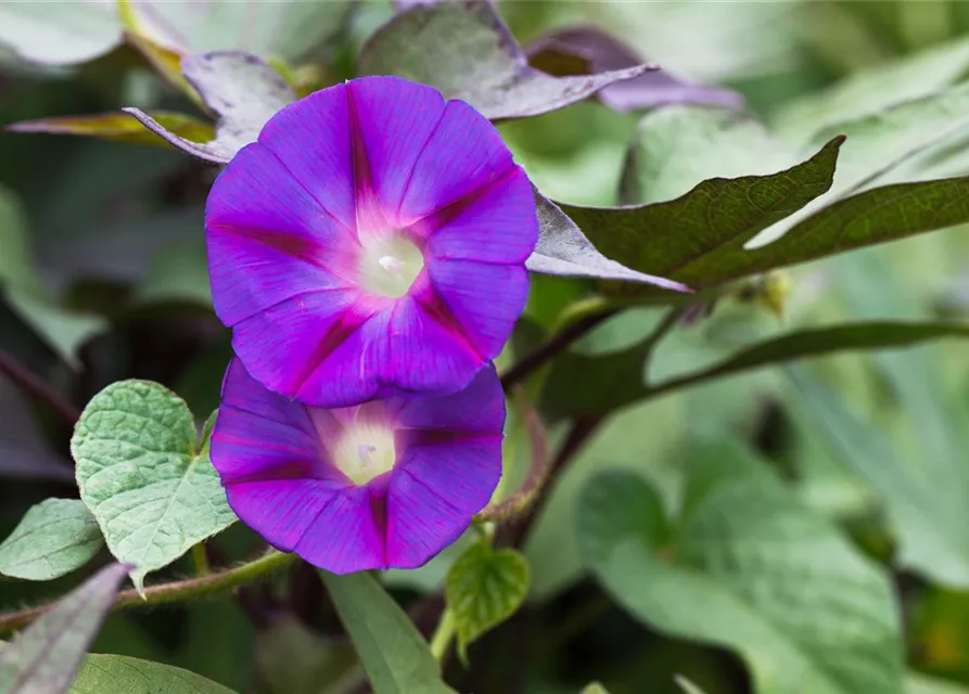 Ipomoea tricolor