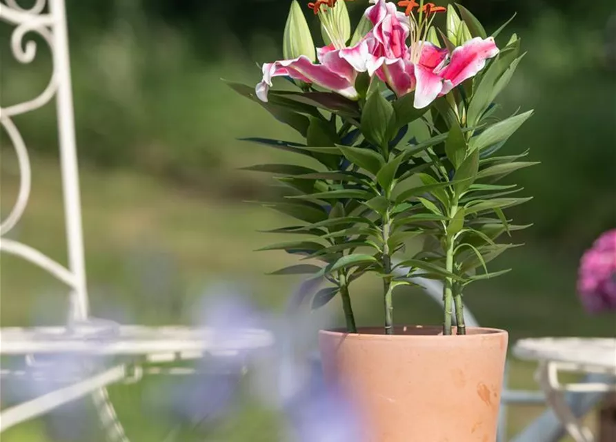 Lilium Oriental