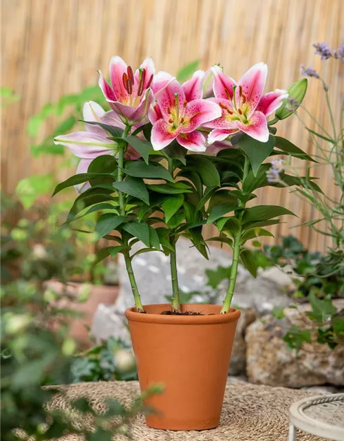 Lilium Oriental