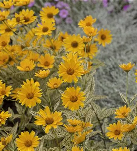 Heliopsis helianthoides